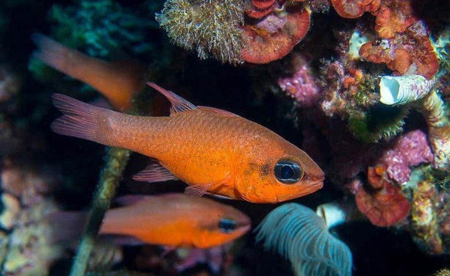Bautismo de buceo en la isla del Fraile