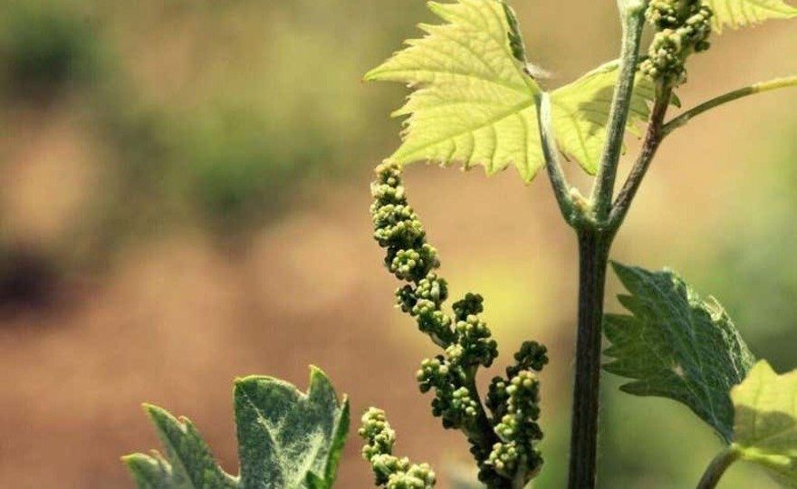 Visita a la bodega Balcona
