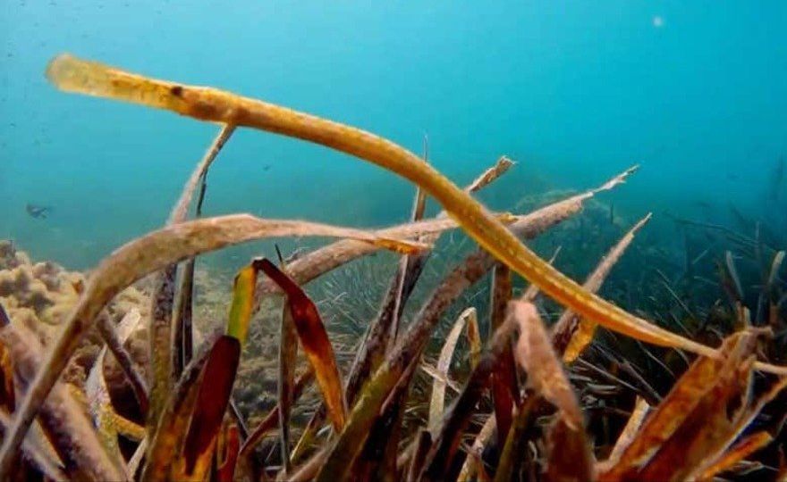 Snorkel en la isla del Fraile