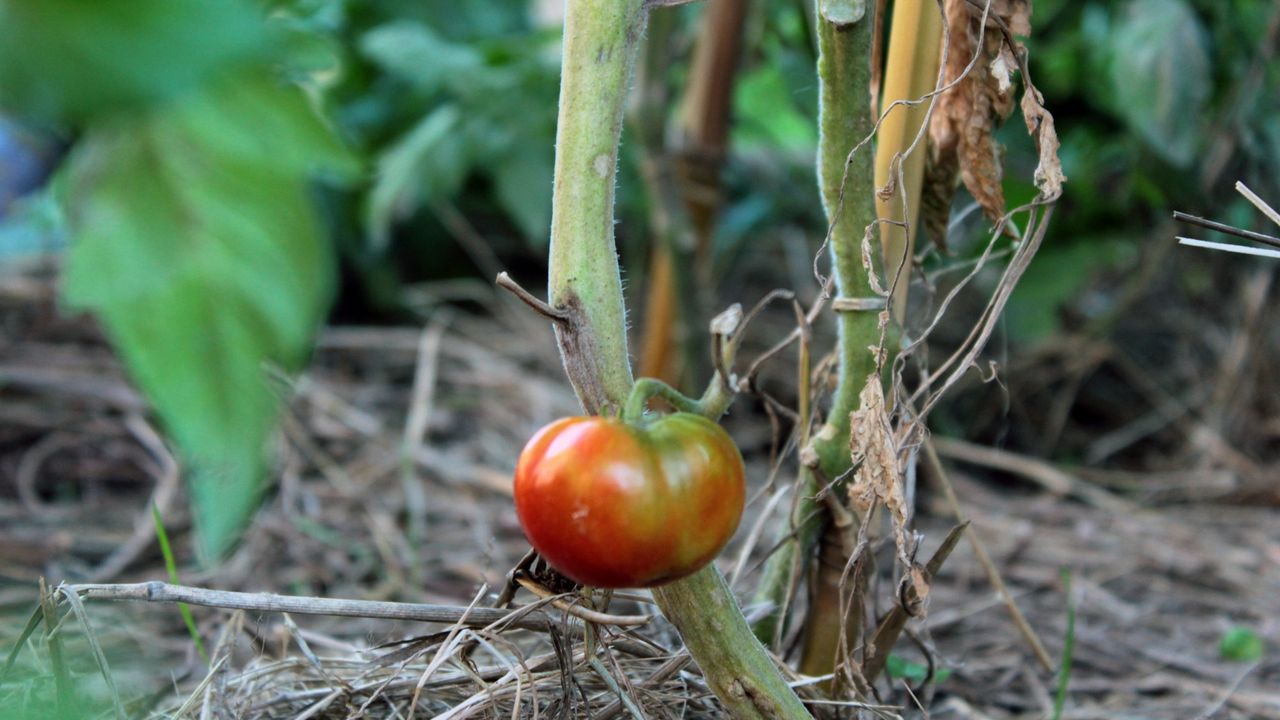 La XI Semana de la Huerta convierte Murcia en una ruta de pedanías, gastronomía y patrimonio